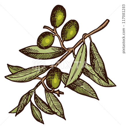 Healthy oil fruits. Olive tree branch drawing Healthy oil fruits. Olive tree branch drawing 117081283