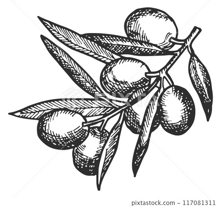 Olive branch engraving. Growing fresh fruit sketch 117081311