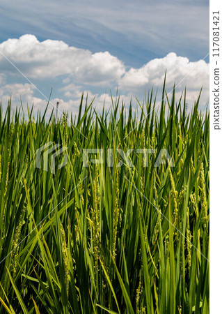 Flowering rice ears in midsummer 117081421