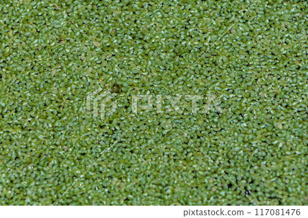 漂浮植物在水面上蔓延的圖案 漂浮植物在水面上蔓延的圖案 117081476