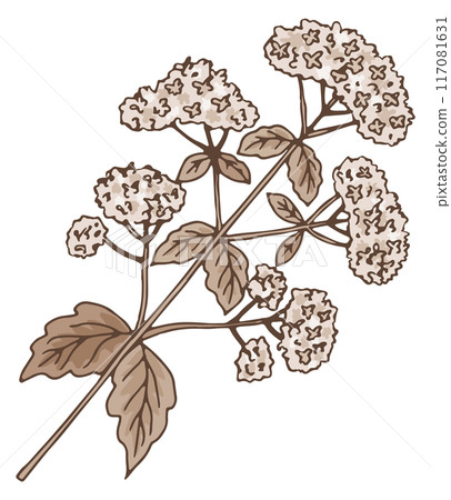 Valerian herb. Botanical natural flower. Plant illustration 117081631