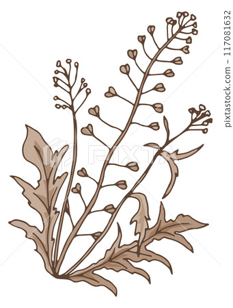 Capsella drawing. Medical herb. Healthy flora illustration Capsella drawing. Medical herb. Healthy flora illustration 117081632