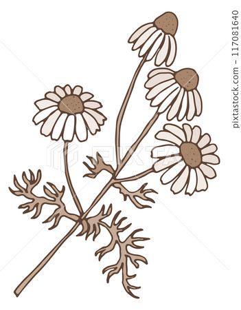Chamomile herb sketch. Hand drawn organic botany 117081640