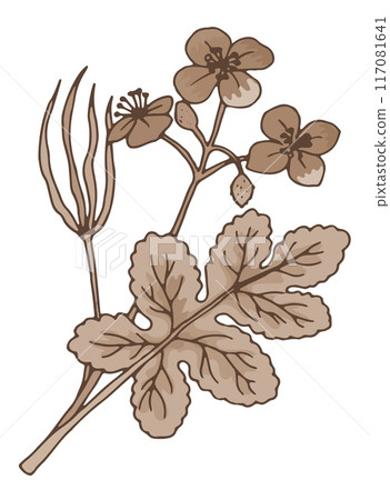 Chelidonium herb drawing. Medical plant botanical illustration Chelidonium herb drawing. Medical plant botanical illustration 117081641