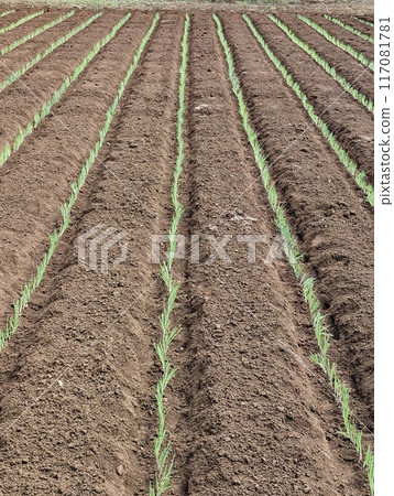 Field 117081781