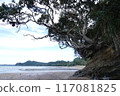 Winter beach scenery in New Zealand 117081825