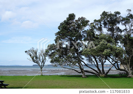 Winter beach scenery in New Zealand Winter beach scenery in New Zealand 117081833