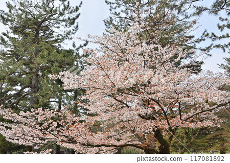Cherry blossoms at Kyoto Gyoen Cherry blossoms at Kyoto Gyoen 117081892