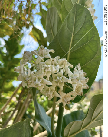 Blooming Giant milkweed (lat.- Calotropis gigantea) in the Ein Gedi Botanical Garden 117081903
