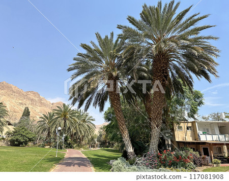 True date palms (lat.- Phoenix) in the Ein Gedi Botanical Garden on the shores of the Dead Sea True date palms (lat.- Phoenix) in the Ein Gedi Botanical Garden on the shores of the Dead Sea 117081908