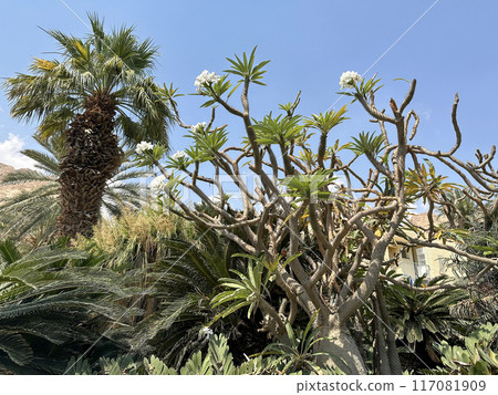 Blooming Madagascar Palm (lat.- Pachypodium lamerei) in the Ein Gedi Botanical Garden 117081909