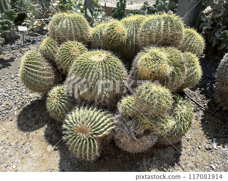 Golden barrel cactus, golden ball (lat.- Echinocactus grusonii) in the Ein Gedi Botanical Garden Golden barrel cactus, golden ball (lat.- Echinocactus grusonii) in the Ein Gedi Botanical Garden 117081914