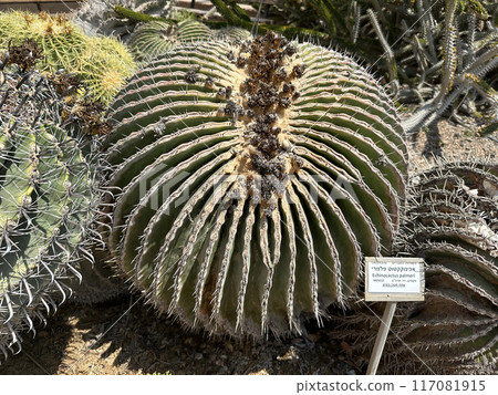 Giant barrel cactus (lat.- Echinocactus platyacanthus, Echinocactus palmeri) in the Ein Gedi Botanical Garden Giant barrel cactus (lat.- Echinocactus platyacanthus, Echinocactus palmeri) in the Ein Gedi Botanical Garden 117081915