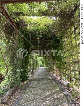 Old wooden corridor pathway pergola in the garden with green leaves on the ground. 117081935