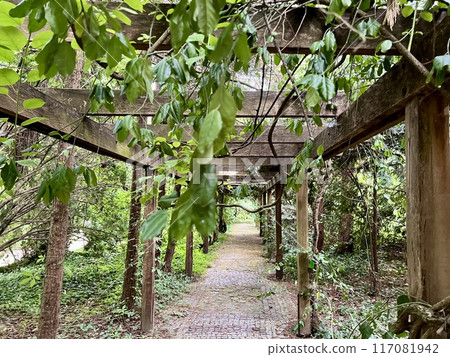 Old wooden corridor pathway pergola in the garden with green leaves on the ground. Old wooden corridor pathway pergola in the garden with green leaves on the ground. 117081942