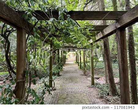 Old wooden corridor pathway pergola in the garden with green leaves on the ground. Old wooden corridor pathway pergola in the garden with green leaves on the ground. 117081943