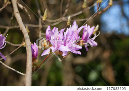 Plants blooming in the mountains 117082303