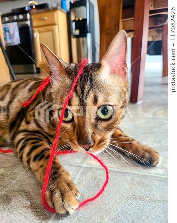 Playful Bengal Cat with Red Yarn on Tiled Floor 117082426