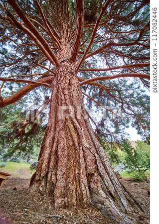 Majestic Pine Tree Trunk and Branches Upward View in Smith Rock State Park Majestic Pine Tree Trunk and Branches Upward View in Smith Rock State Park 117082446