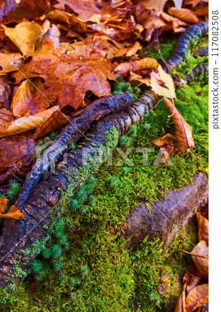 Autumn Leaves, Moss-Covered Log, Forest Floor Detail 117082508