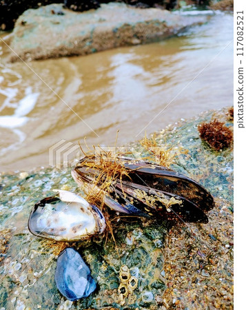 Close-Up of Mussels on Rocky Beach with Seaweed Close-Up of Mussels on Rocky Beach with Seaweed 117082521