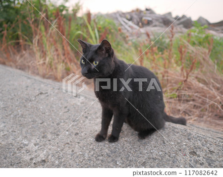 Black cat playing on the embankment 117082642