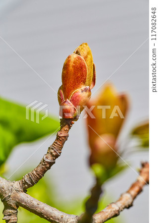Budding Plant Close-Up with Textured Bark, Spring Renewal 117082648