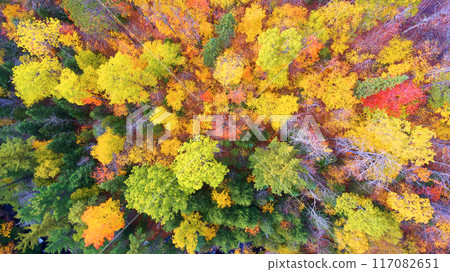 Aerial Top Down Autumn Foliage Tapestry in L'Anse Township Forest 117082651