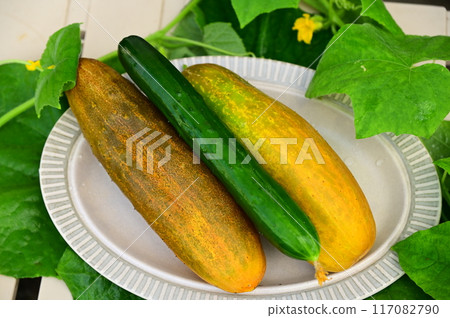 夏季蔬菜:本地黃瓜和普通黃瓜 夏季蔬菜:本地黃瓜和普通黃瓜 117082790