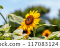 sunflower	 117083124