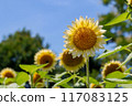 sunflower	 117083125
