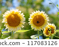 sunflower	 117083126