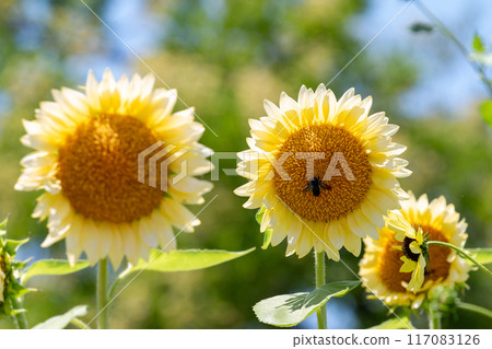 sunflower	 117083126