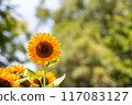sunflower	 117083127
