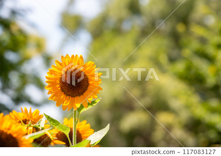 sunflower	 117083127