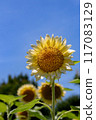 sunflower	 117083129