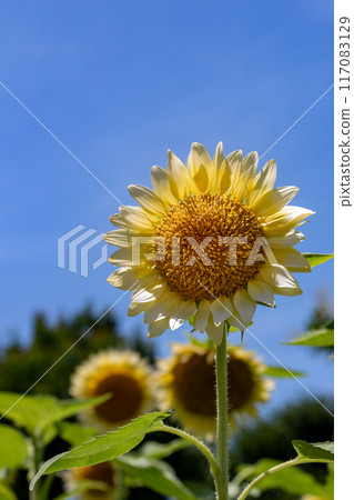 sunflower	 117083129