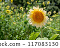sunflower	 117083130