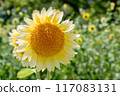 sunflower	 117083131