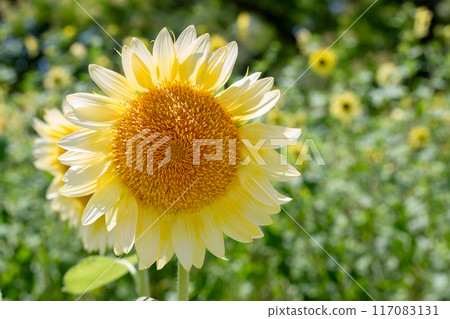sunflower	 117083131
