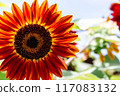 sunflower	 117083132