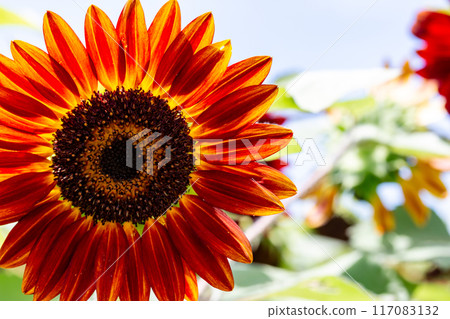 sunflower	 117083132