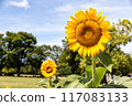 sunflower	 117083133