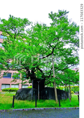 Ishiwari Sakura on the grounds of Morioka District Court Ishiwari Sakura on the grounds of Morioka District Court 117083329