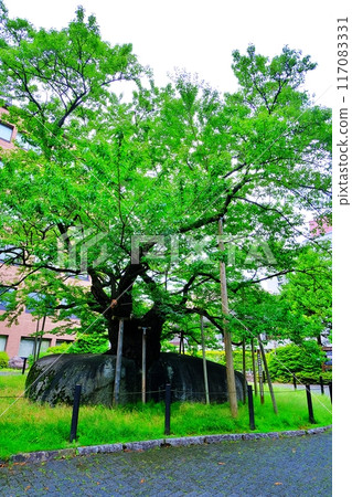 Ishiwari Sakura on the grounds of Morioka District Court Ishiwari Sakura on the grounds of Morioka District Court 117083331