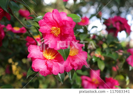 Camellia flower blooming in the garden with sunlight Camellia flower blooming in the garden with sunlight 117083341