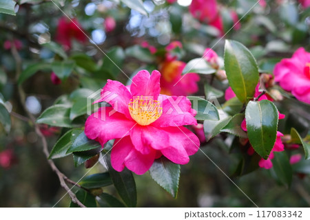 Camellia flower blooming in the garden with sunlight Camellia flower blooming in the garden with sunlight 117083342