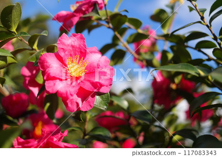 Camellia flower blooming in the garden with sunlight 117083343