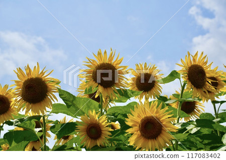 A field of beautiful, vibrant and lively sunflowers that stand out against the blue sky 117083402