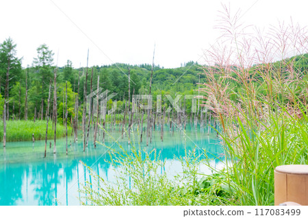 Blue Pond in Biei-cho, Hokkaido Blue Pond in Biei-cho, Hokkaido 117083499
